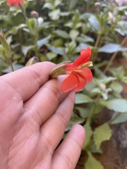 Erythranthe verbenacea