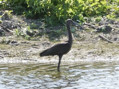 Plegadis chihi