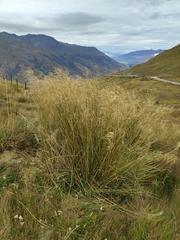 Chionochloa rigida rigida