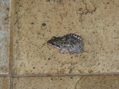 Leptodactylus latinasus