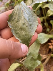 Erythranthe verbenacea