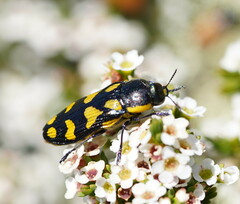 Castiarina octospilota