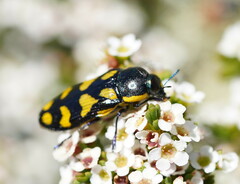 Castiarina octospilota