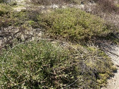 Spergularia macrotheca
