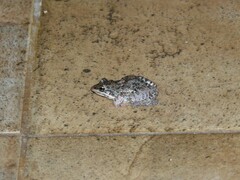 Leptodactylus latinasus