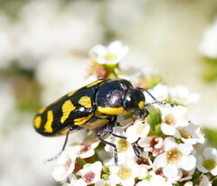 Castiarina octospilota