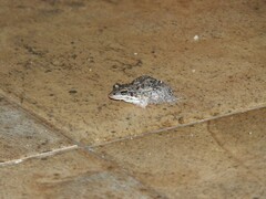 Leptodactylus latinasus