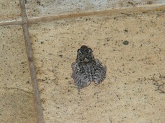 Leptodactylus latinasus