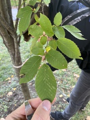 Ulmus americana