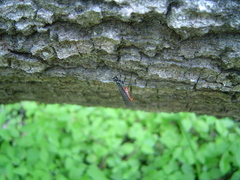 Atanycolus cappaerti