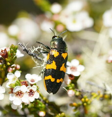 Castiarina dimidiata