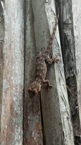 Madagascar Velvet Gecko