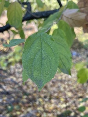 Rhamnus cathartica