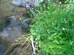 Physostegia purpurea