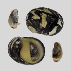 Nerita japonica