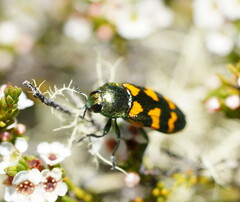 Castiarina dimidiata