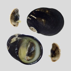 Nerita japonica