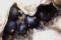 Nerita japonica