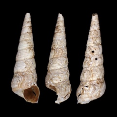 Turritella