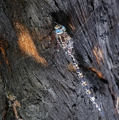 Austroaeschna parvistigma