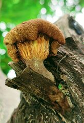 Fungi