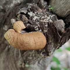 Fungi