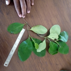 Avicennia marina