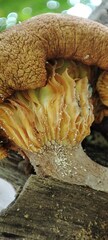 Fungi