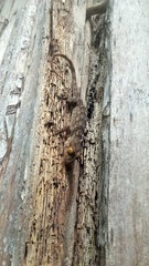 Blaesodactylus boivini