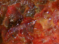 Periclimenes yucatanicus