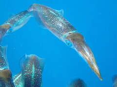 Sepioteuthis lessoniana