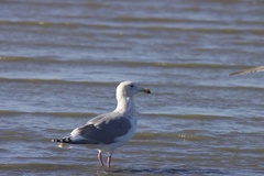 Larus glaucescens × occidentalis
