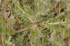Crepis vesicaria