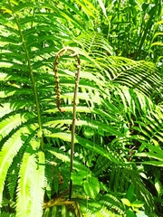 Matteuccia struthiopteris