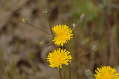 Crepis vesicaria