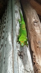 Phelsuma grandis