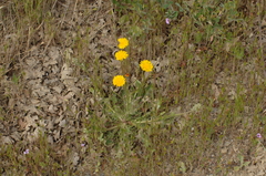 Crepis vesicaria