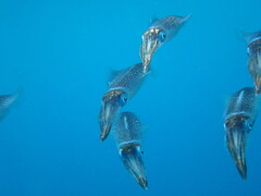 Sepioteuthis lessoniana