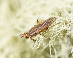 Dichetophora