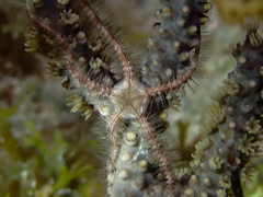 Ophiothrix suensoni