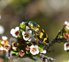 Castiarina dimidiata