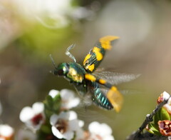 Castiarina dimidiata