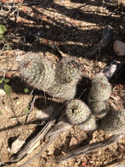 Mammillaria phitauiana