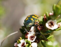 Castiarina dimidiata
