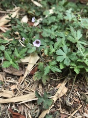 Geranium nepalense