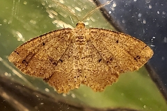 Melanolophia signataria