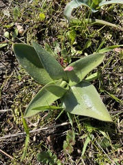 Fritillaria liliacea