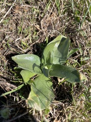 Fritillaria liliacea