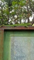 Phelsuma grandis