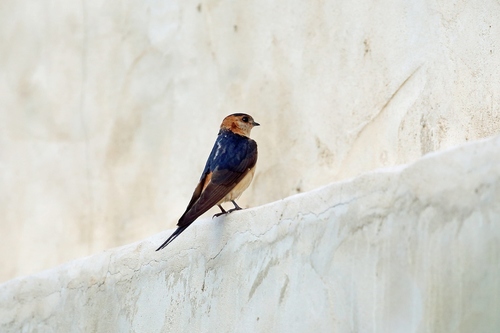 European Red-rumped Swallow
